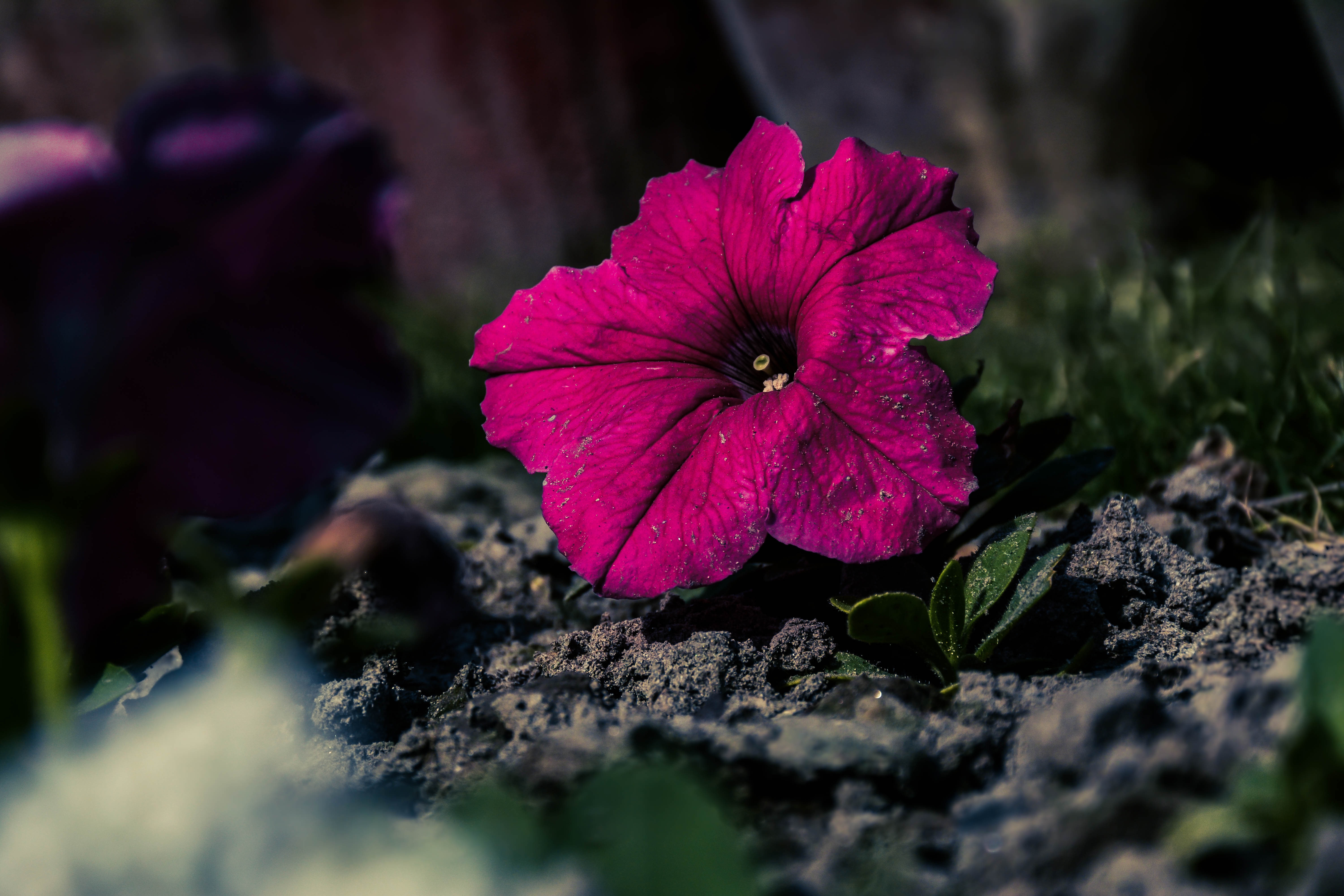 Flower Image