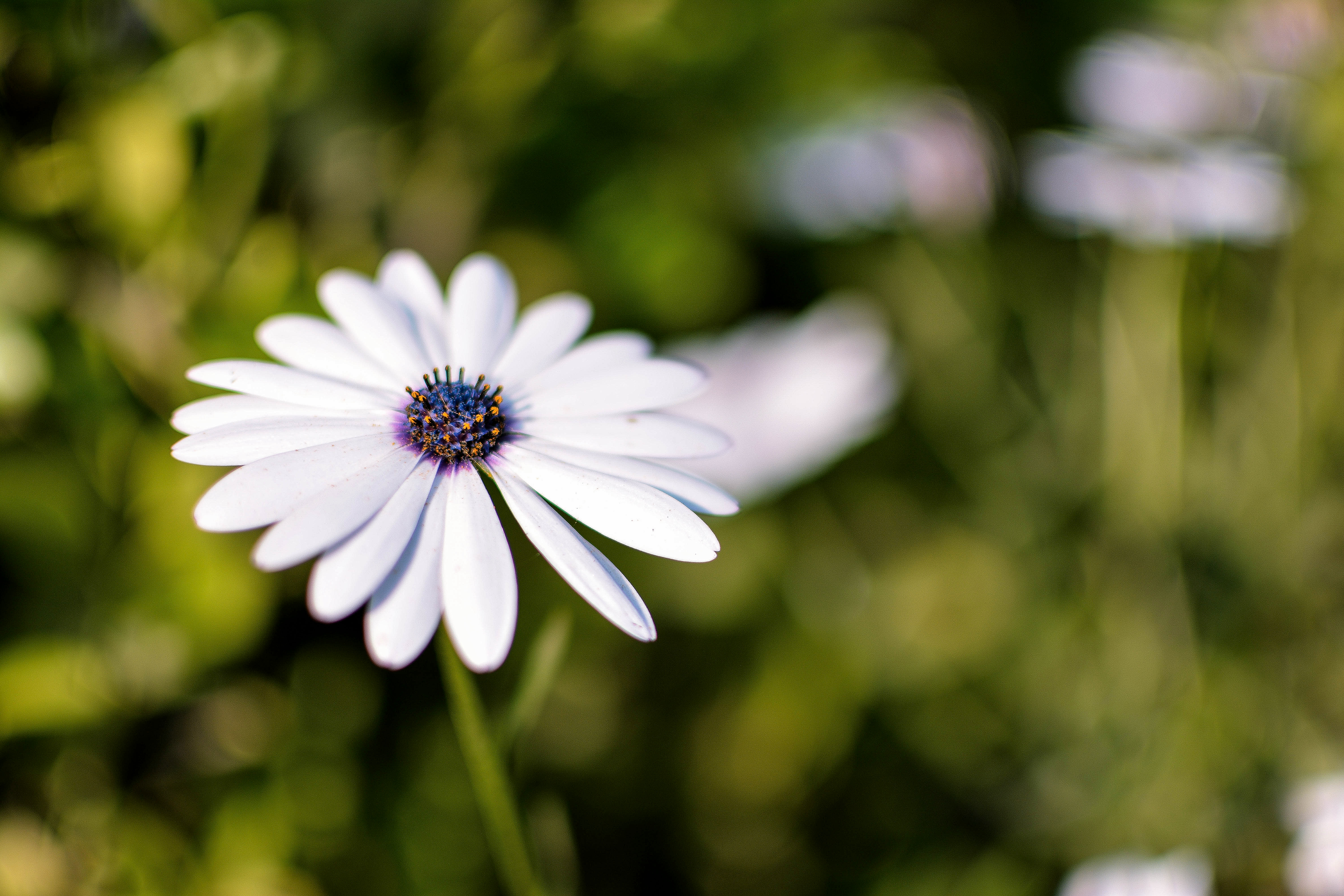 Flower Image