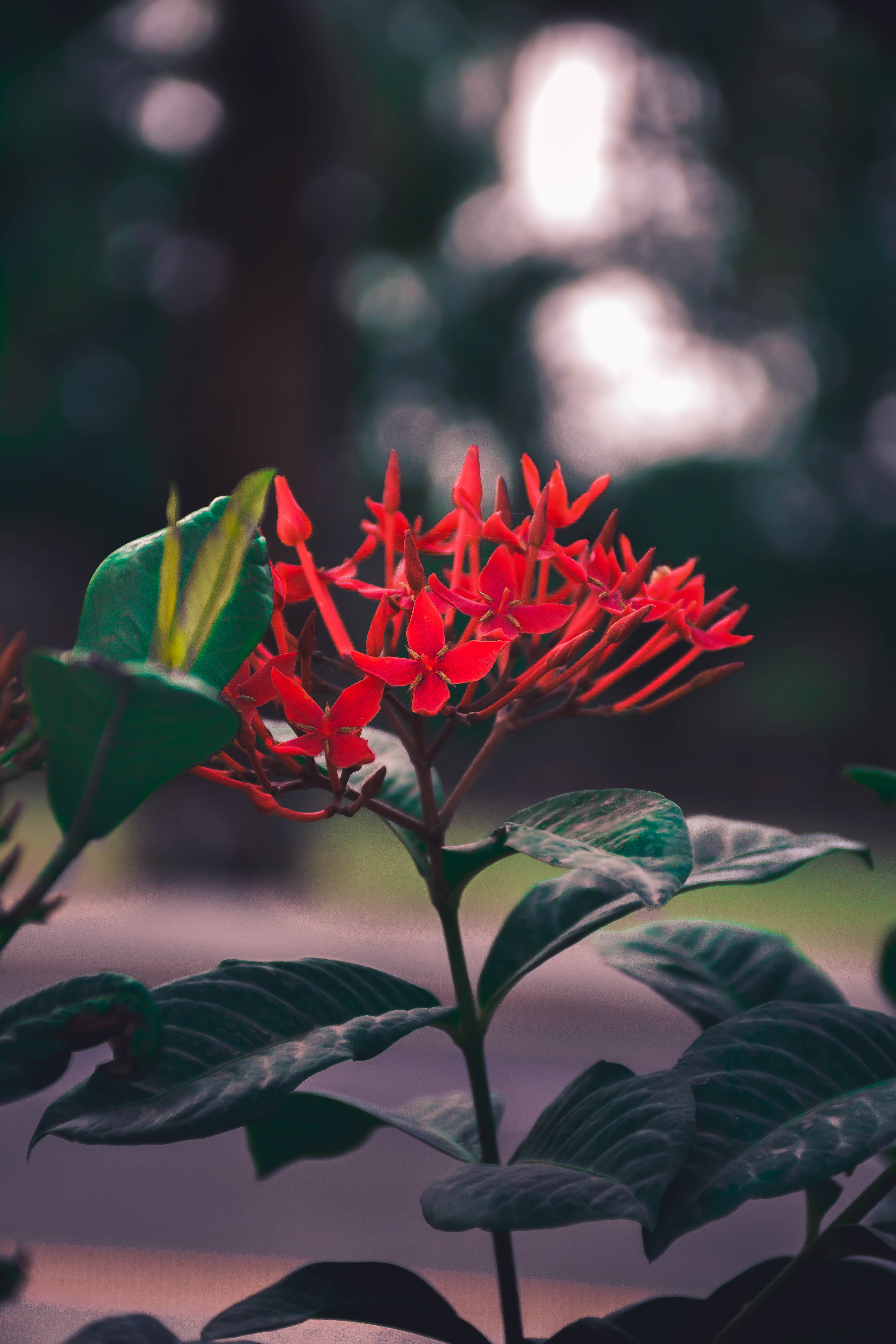 Flower Image